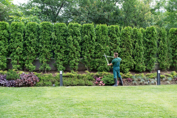 Best Stump Grinding and Removal  in Siena College, NY