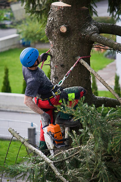 Tree and Shrub Care in Siena College, NY