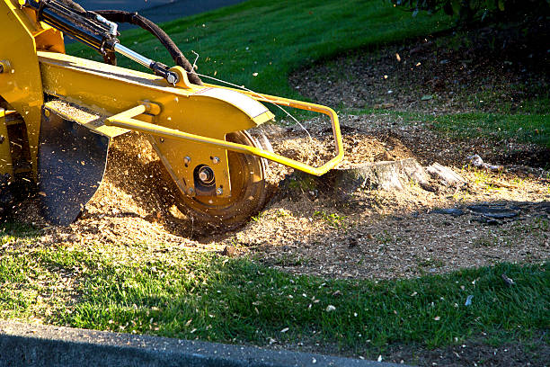 Best Palm Tree Trimming  in Siena College, NY