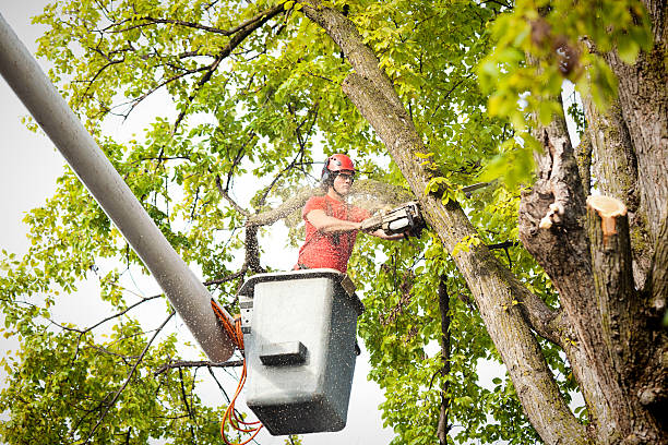  Siena College, NY Tree Removal Pros