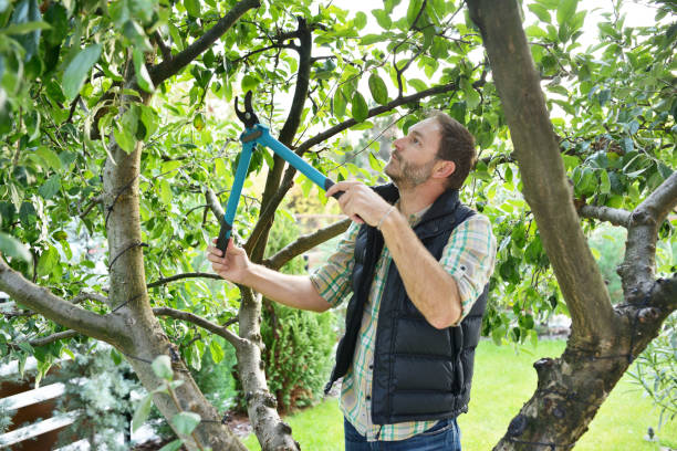 Best Arborist Consultation Services  in Siena College, NY